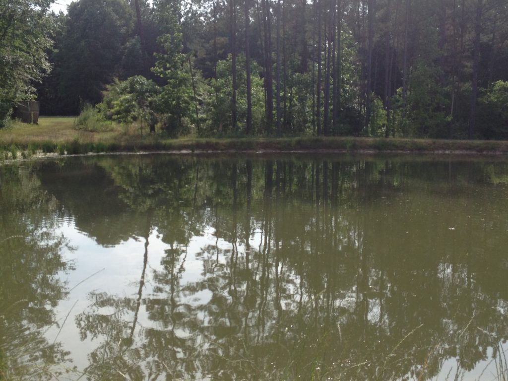 Catfish pond